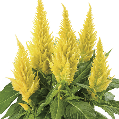 Celosia Kelos Fire Yellow – Premier Growers, Inc.
