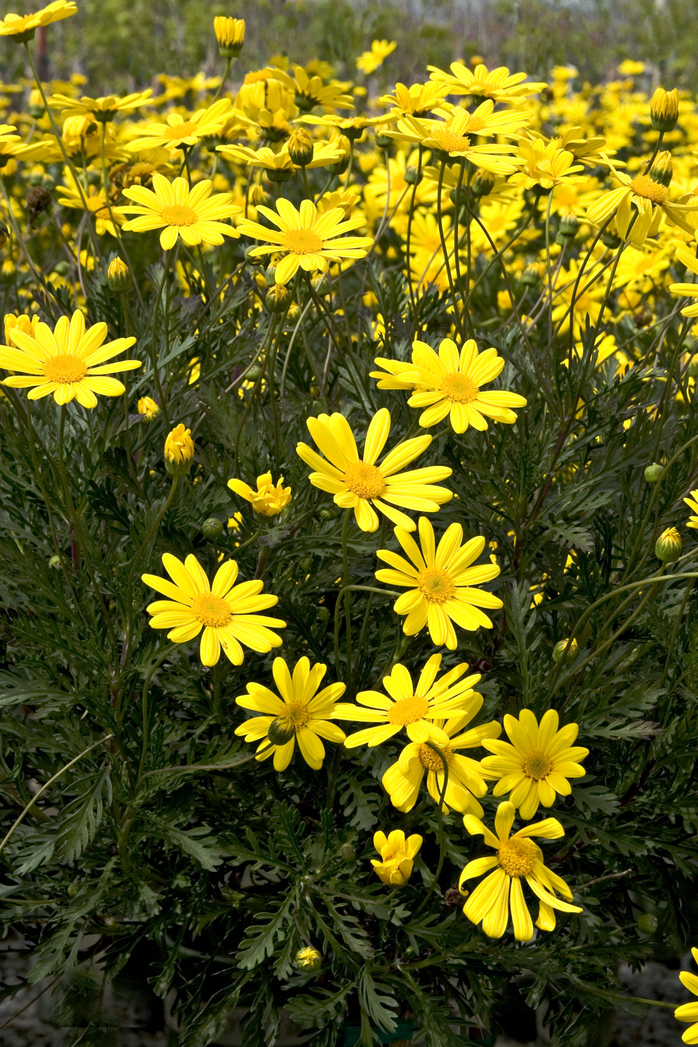 daisy yellow bush euryops plants shrubs shrub sonnenschein flowering flowers evergreen daisies pectinatus green sun athena plant monrovia growers premier