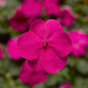 Impatiens Xtreme