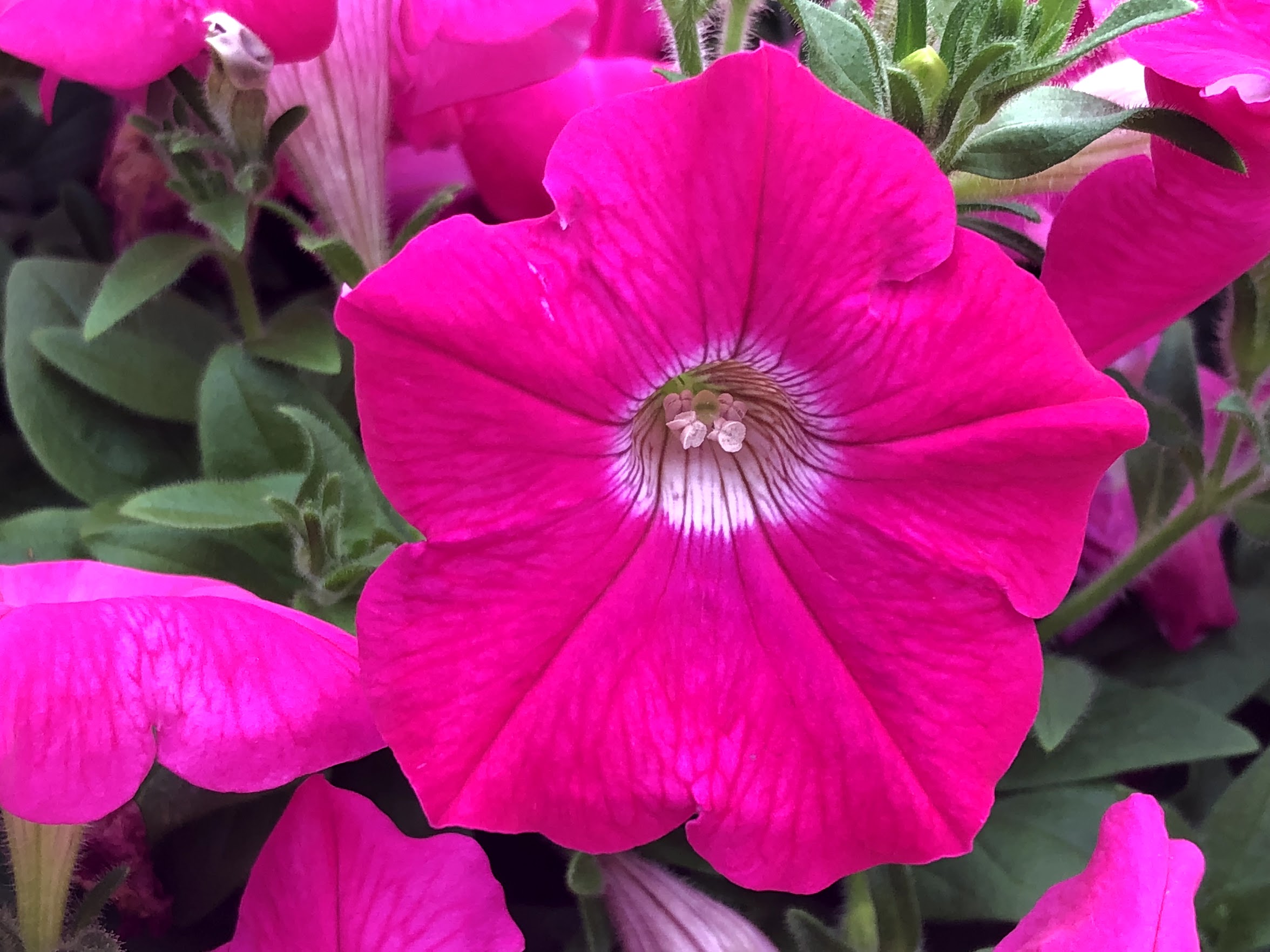 Petunia Easy Wave Neon Rose – Premier Growers, Inc., neon rose