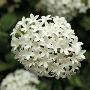 Pentas Honeycluster