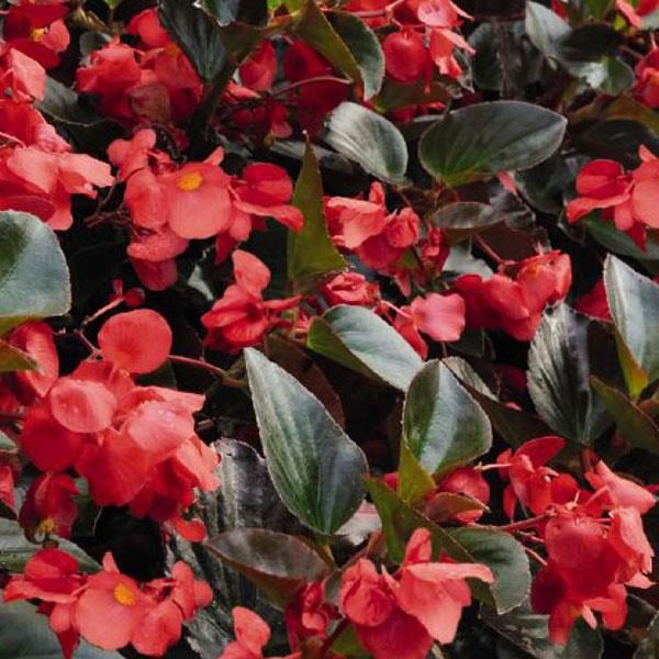 Begonia Whopper Bronze Red – Growers, Inc.