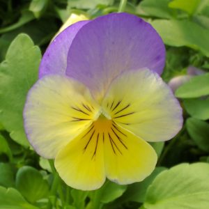 Pansy Cool Wave