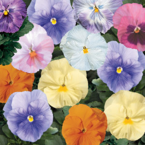 40 Winter Flowering Pansy Plug Plants Delta Pure White 