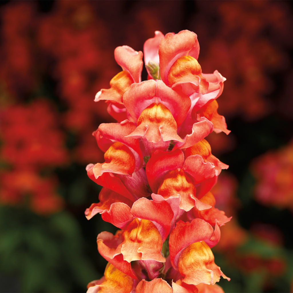 frosted flame snap dragon landscape plants