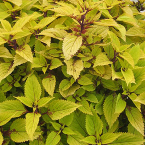 Coleus Gold Lace – Premier Growers, Inc.