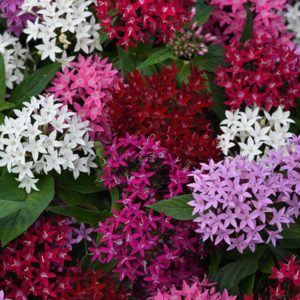 Pentas Lucky Star
