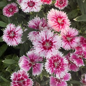 Dianthus Ideal Select