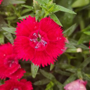Dianthus Ideal Select