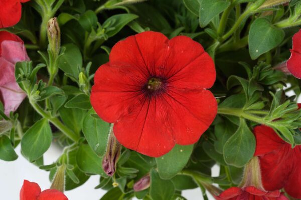 Petunia Capella Ruby Red