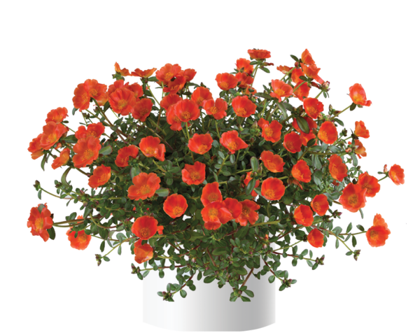 Portulaca Mega Pazzaz Orange