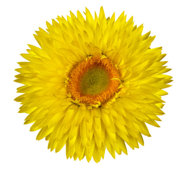 Strawflower Granvia Gold