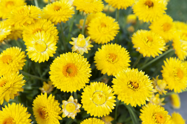 Strawflower Granvia Gold - Image 2